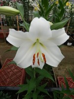 [5152 Polar DJ No02.JPG]